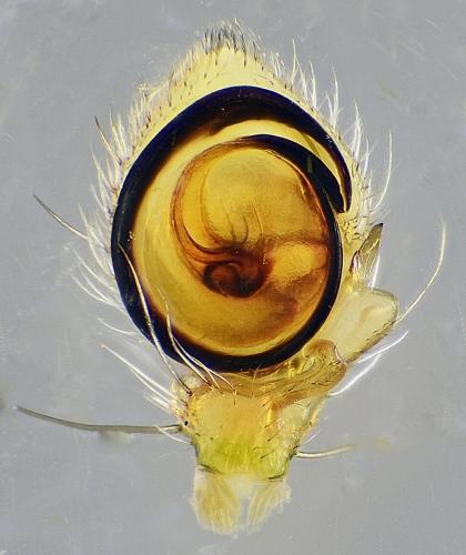 Heriaeus oblongus